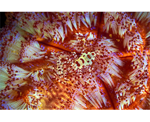 Coleman karidesleri alev deniz kestanesi üzerinde, Komodo Endonezya