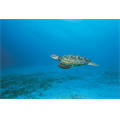 Yeşil Deniz Kaplumbağası - Zafer Kızılkaya