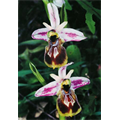Toros Orkideleri - Kare A. J. Kreutz