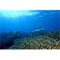 Gri resif köpekbalıkları, Kingman Resifi, Güney Pasifik