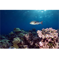 Resif görünümü ve kırmızı snapper, Kingman Resifi, Güney Pasifik