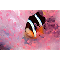 Clark anemon balığı, Malezya