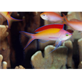 Alev anthias, Kosrae Mikronezya