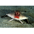 Kırmızı dudaklı yarasa balığı, Galapagos Adaları, Ecuador