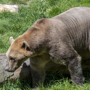New residents of poles hybrid bears