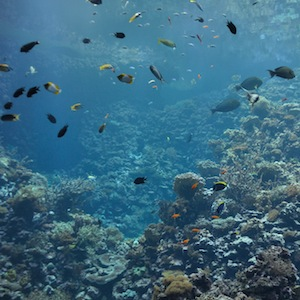 The world’s first hottest fish found