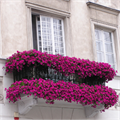 Best balcony contest