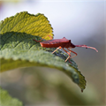 55 insect species discovered, the names selected from the family