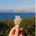Turkey's first gum tree clone park success
