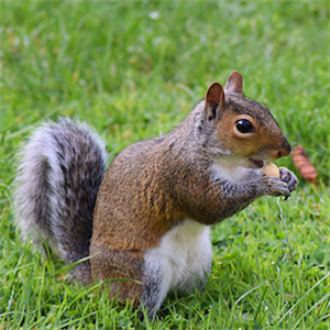 Global warming wounded rodents