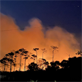 How does forest fire affect biodiversity?