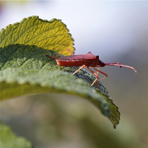 55 insect species discovered, the names selected from the family