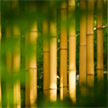 Japan will produce electricity from bamboo tree