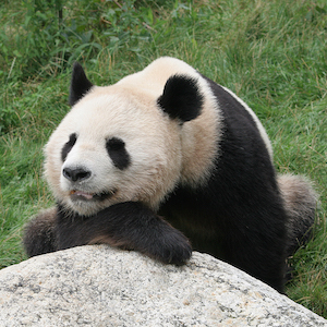 Panda sayısı son 10 yılda arttı