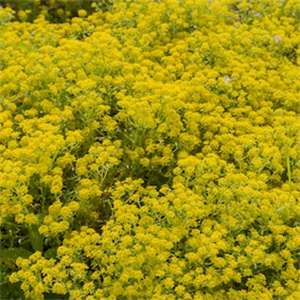 What is mining with plants and why is it important?