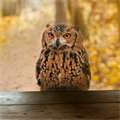 First Aid Training to Wildlife Animals with WWF-Turkey Home