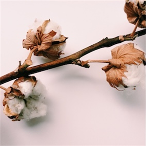 Waste cotton handle turned into high value biomaterial