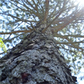Monument tree witnessed three emperors Tags