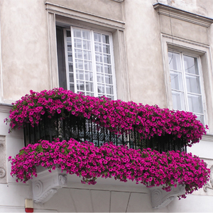 Best balcony contest