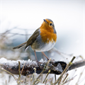Every five birds face the danger of being destroyed