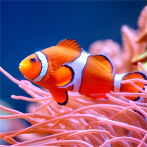 Clown fish against climate crisis