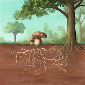 How can a fungus change life?