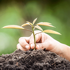 Compost benefits