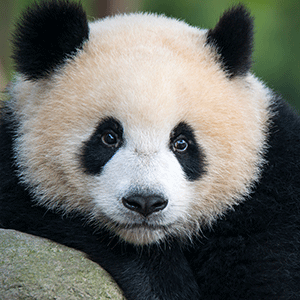 Less plastic life on World Animals Protection Day