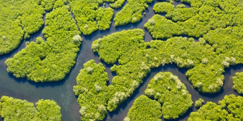 Microplastic to carbon storage: Super trees of nature
