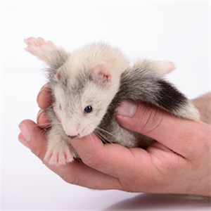 The first type of clogged depletion is cloned