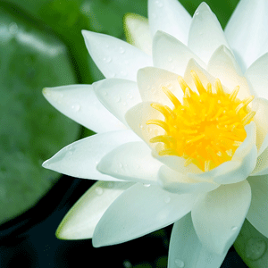 This flower coparana 38 thousand pounds of punishment