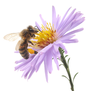 What can we do to protect bees?