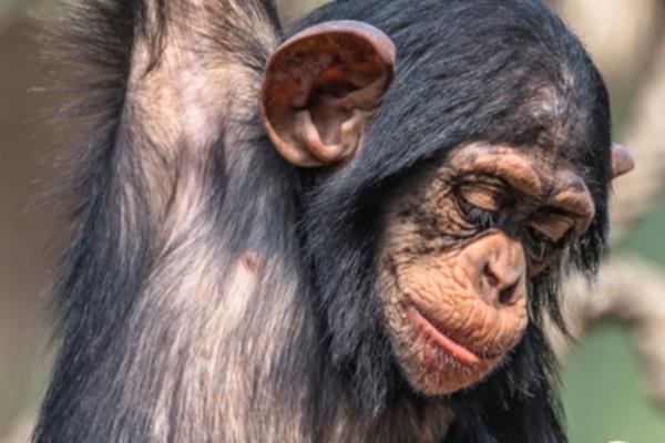 Afrika primatları küresel ticaretin kurbanı olmaya devam ediyor