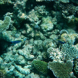 The reason for slowing down global warming is oceans?