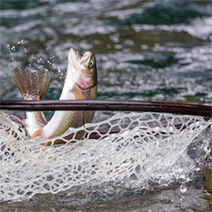 25 percent of freshwater fish are under danger