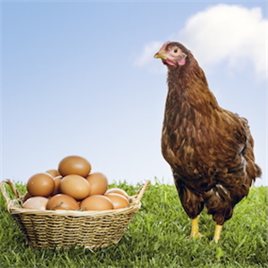 How to measure the environmental cost of a egg?