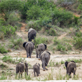 Climate crisis pushed the elephant into mandatory migration