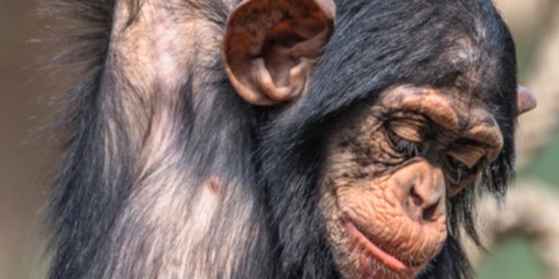 Afrika primatları küresel ticaretin kurbanı olmaya devam ediyor
