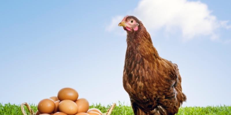 Bir yumurtanın çevresel maliyetini nasıl ölçmeliyiz?