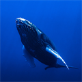 Great hizme to fight global warming from Whales Tags