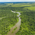 The world’s largest carbon swallow risk