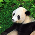 Küçük panda için büyük fedakarlık