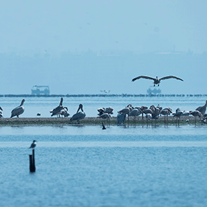 Bird observers met 21 different points on Bird Watch Day