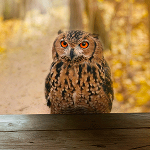 First Aid Training to Wildlife Animals with WWF-Turkey Home