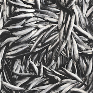 The change of fish