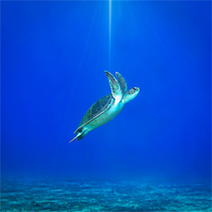 Biodiversity: The last call of nature