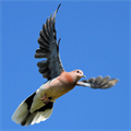 Electric tools surprise the direction of birds