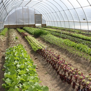 Poisonous facts in food: Fake pesticides