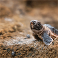 Caretta caretta yavrularını sakın elinize almayın!