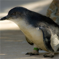 Penguenler balıkları tat almadan yutuyor